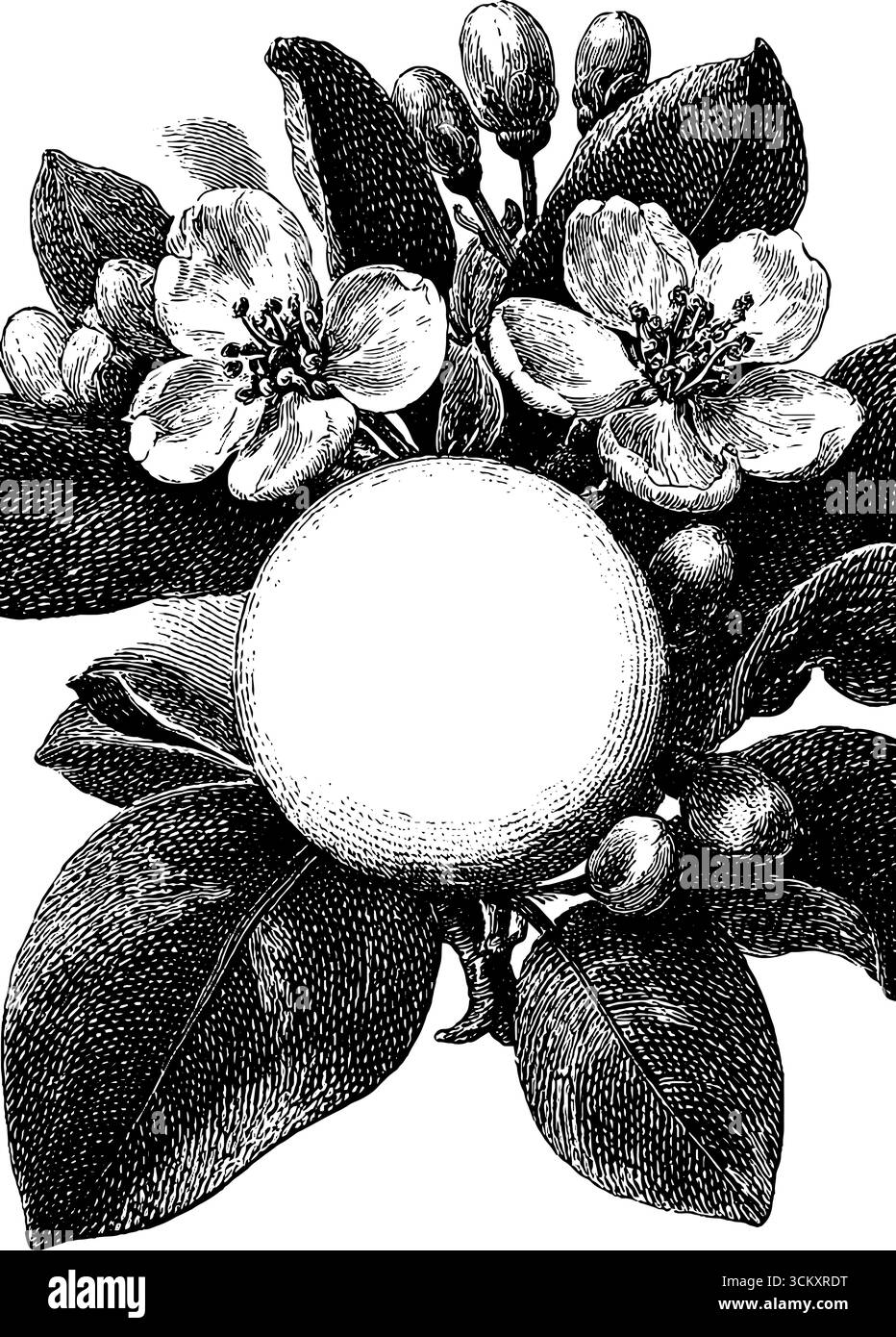 Viktorianische filigrane Borte mit Vintage-Blumengravur für elegante Einrichtung. Stock Vektor