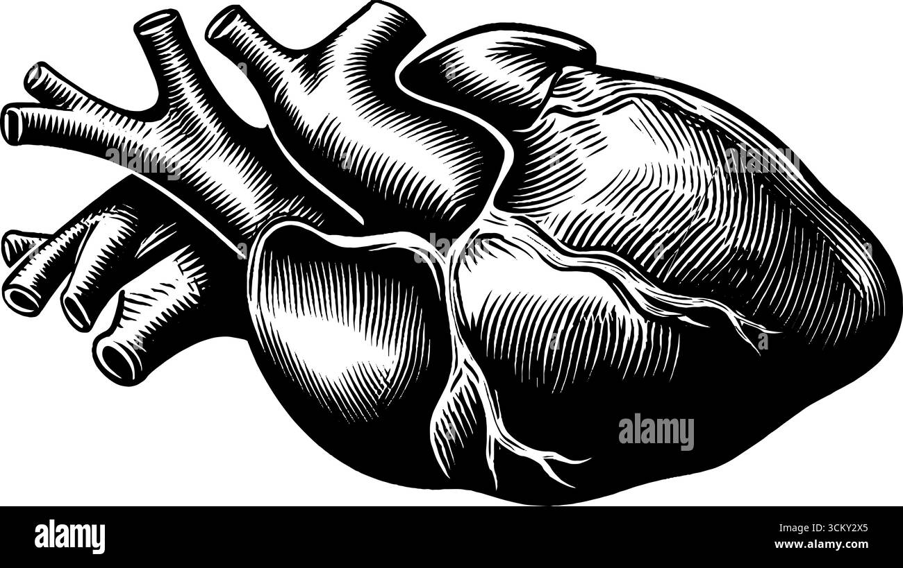 Anatomisches Herzkunstwerk in klassischer Pose in Schwarz-weiß für pädagogisches Design. Stock Vektor