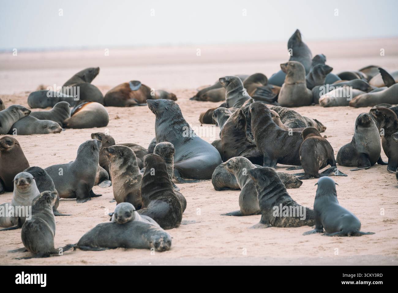 Braune Robbenkolonie an einem Strand in der Nähe von Walvis Bay Stockfoto