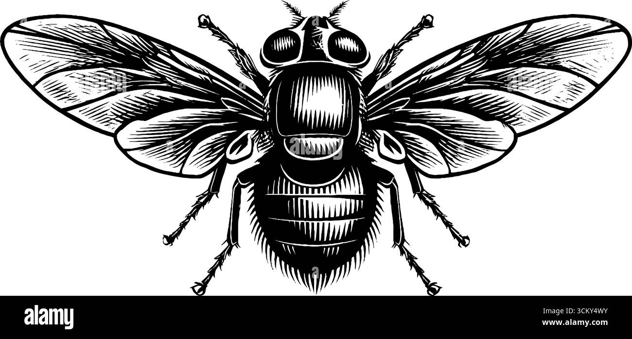 Detaillierte Schwarz-weiß-Illustration einer Fliege mit Schwerpunkt auf Augen und Flügeln. Stock Vektor
