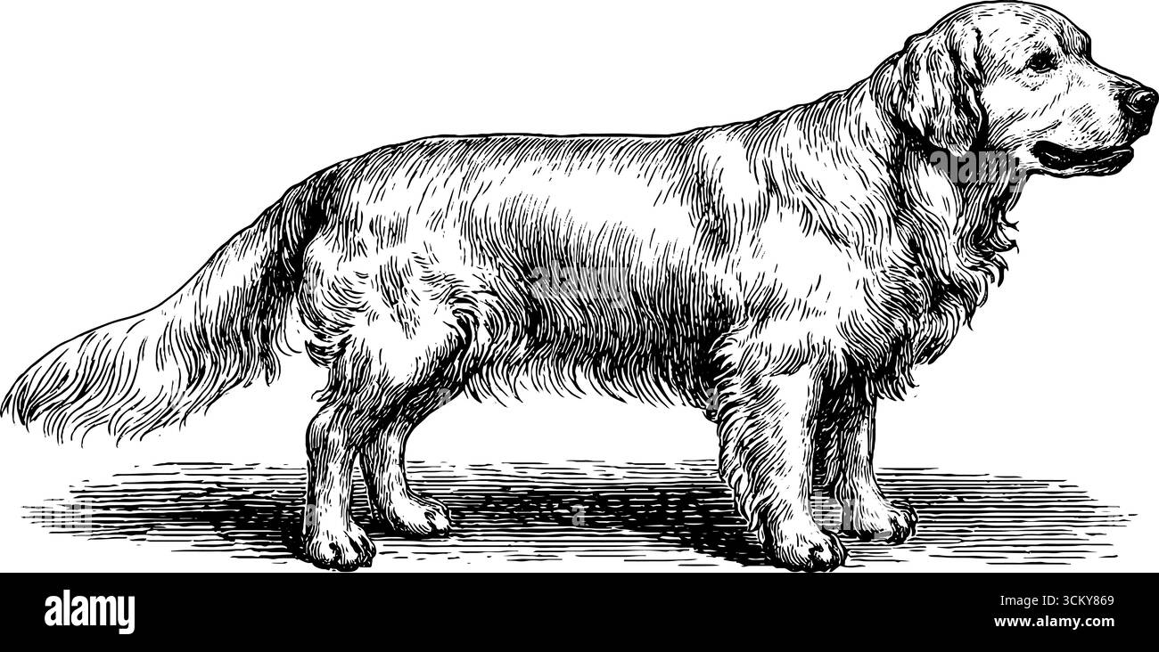 Detaillierte Abbildung eines goldenen Retrievers mit wackelndem Schwanz. Stock Vektor