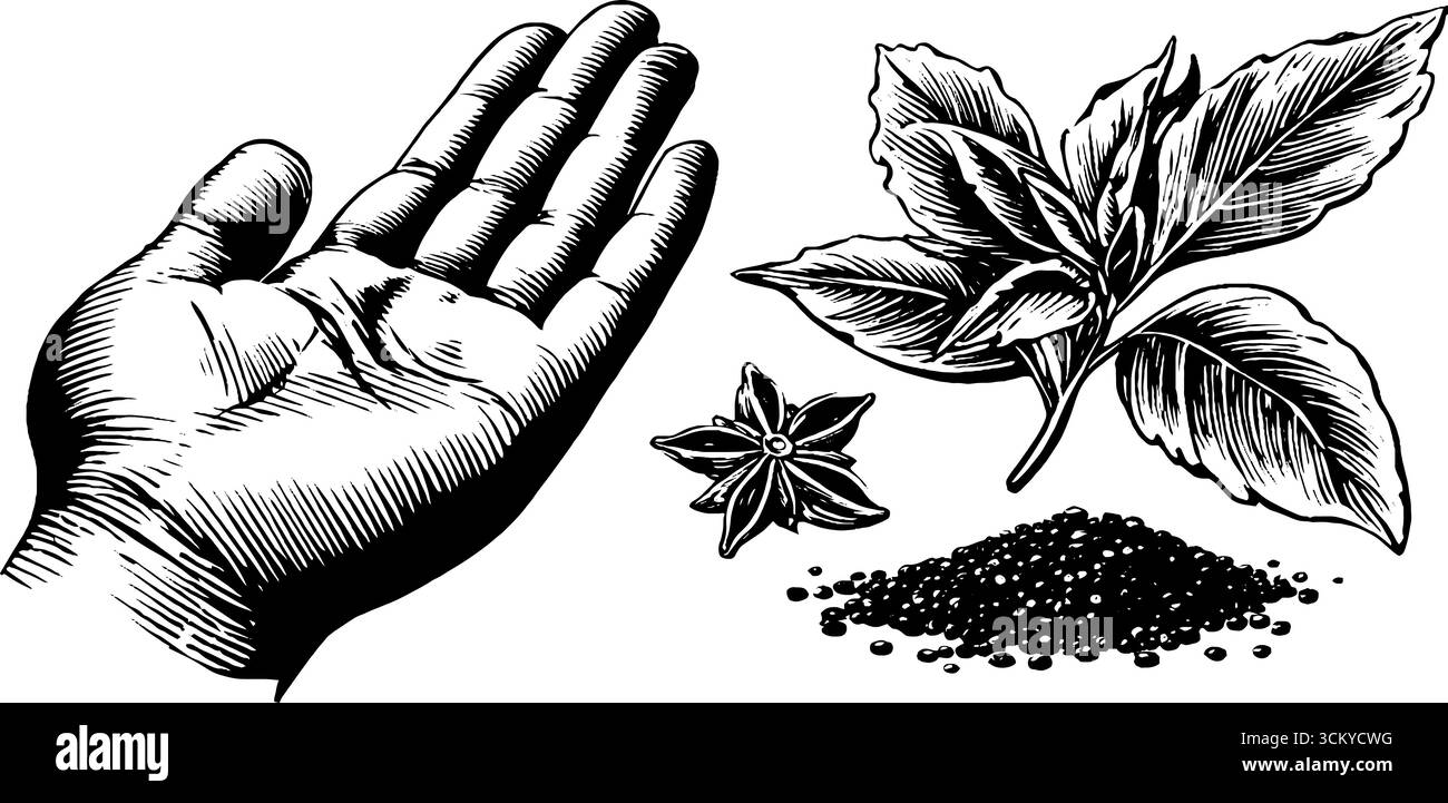 Hand mit Garam Masala Mix, Sternanis, Basilikumblättern und Gewürzkegel für kulinarische Gestaltung. Stock Vektor