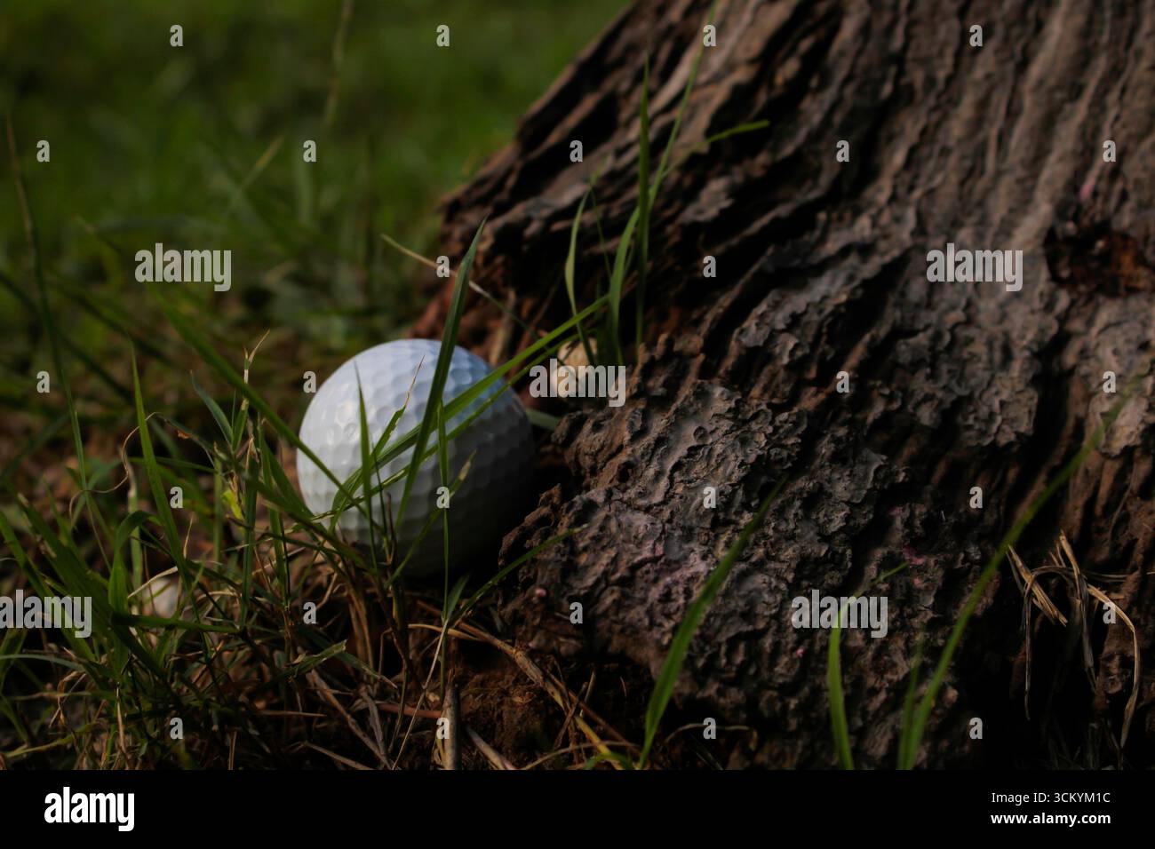 Der Golfball fiel an den Fuß eines Baumes und schuf ein Hindernis für das Golfspielen. Stockfoto