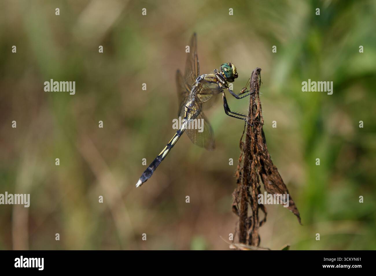 Eine weibliche gewöhnliche Skimmer oder Weißschwanzskimmer Libelle ( Orthetrum albistylum speciosum) an einem Pflanzenstamm im ländlichen Kanagawa, Japan Stockfoto
