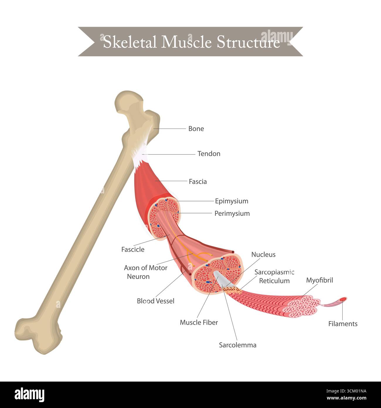 Anatomiediagramm der Skelettmuskelfaserstruktur. Stock Vektor