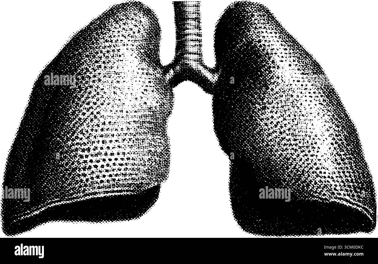 Vintage-anatomischer Lungenquerschnitt im Halbton für die medizinische Gestaltung. Stock Vektor