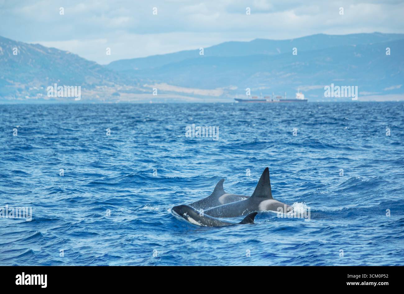Killerwale (Orcinus Orca) Familie schwimmt in der Straße von Gibraltar, Andalusien, Spanien Stockfoto
