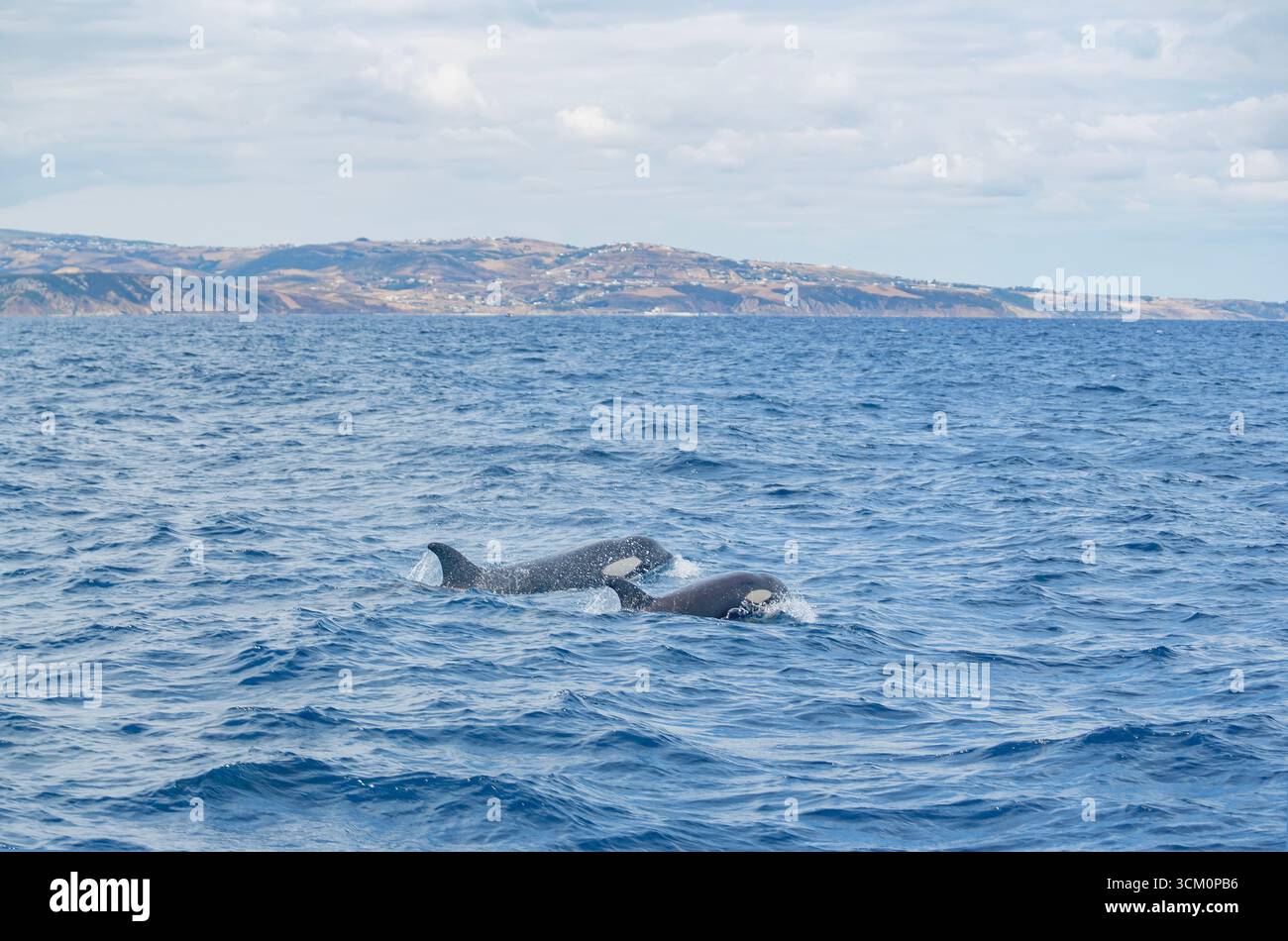 Killerwale (Orcinus Orca) schwimmen in der Straße von Gibraltar, Andalusien, Spanien Stockfoto