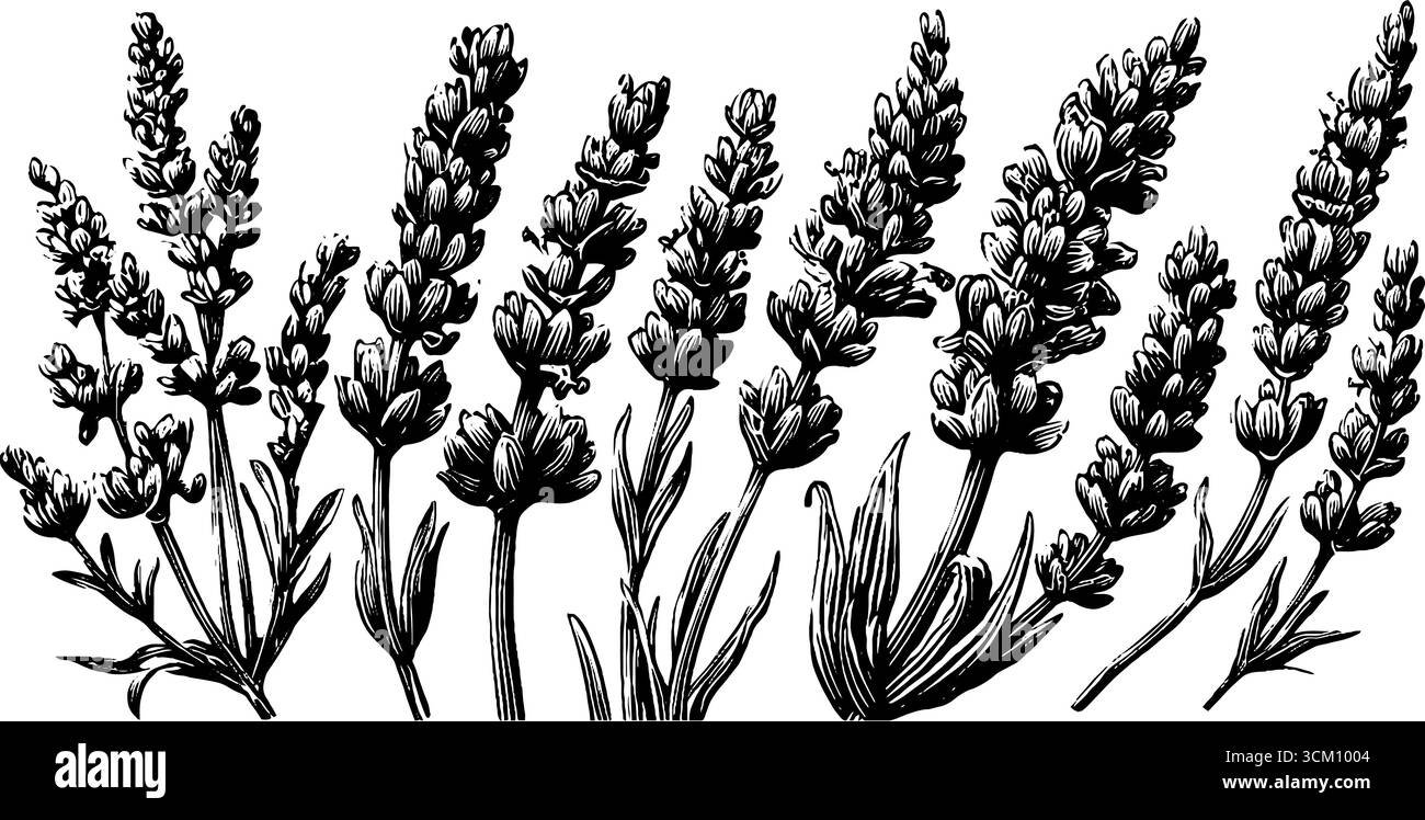 Vintage-Lavendelstiele und -Blüten handgezeichnete Skizze für Kräuterdesign. Stock Vektor