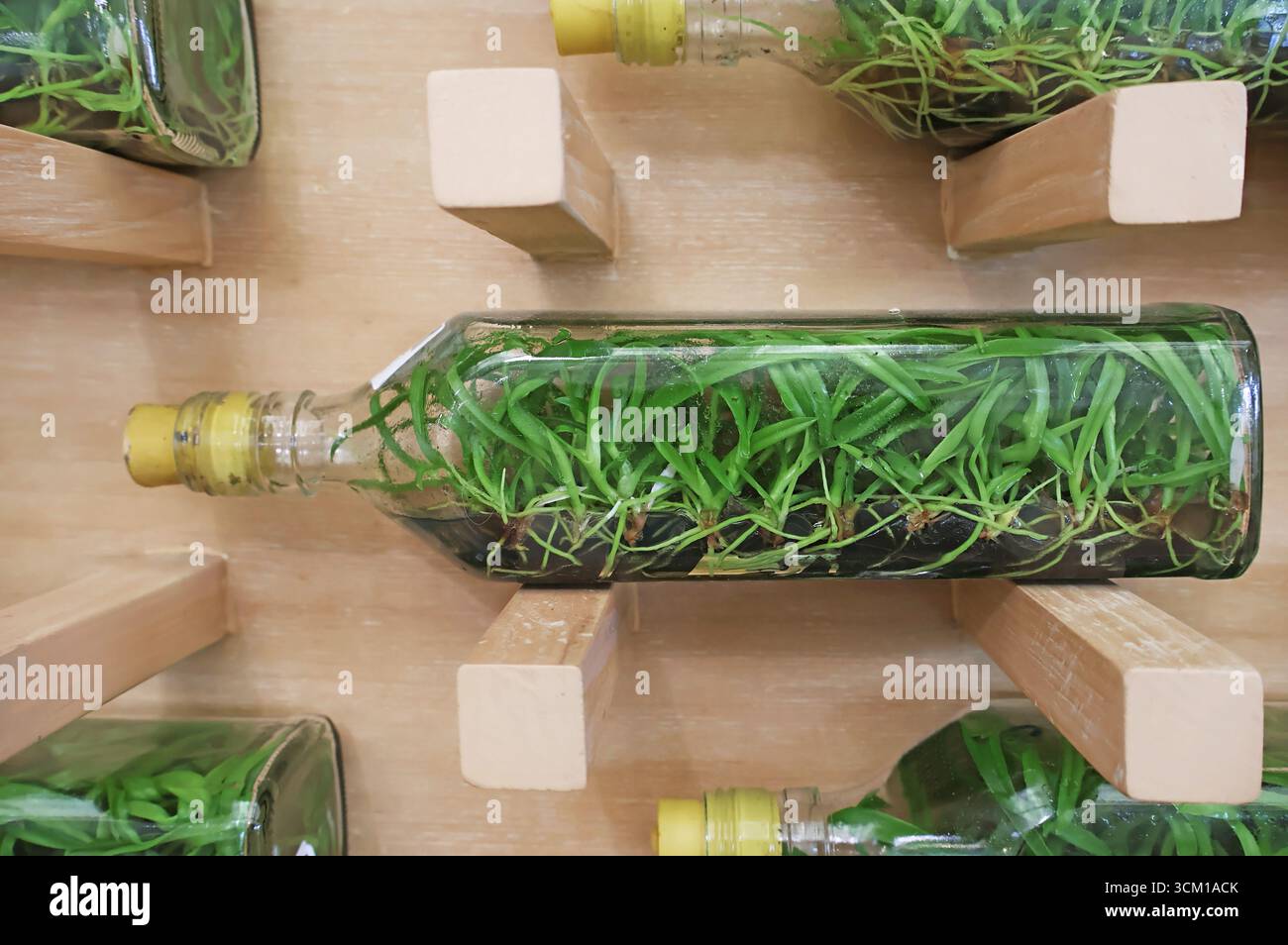 Nahaufnahme von Orchideenflasche, einem versiegelten und sterilen Behälter einer großen Gruppe von Baby-Orchideen, die mit Nährgel wachsen Stockfoto