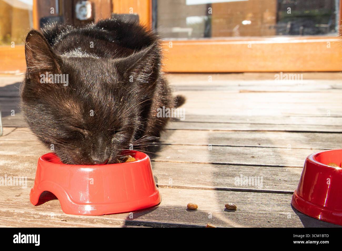 Schwarze Kätzchen essen Trockenfutter aus einer roten Plastikschale auf einem Holzboden draußen. Konzept der Tierpflege, Tierernährung und Tierliebe. Stockfoto
