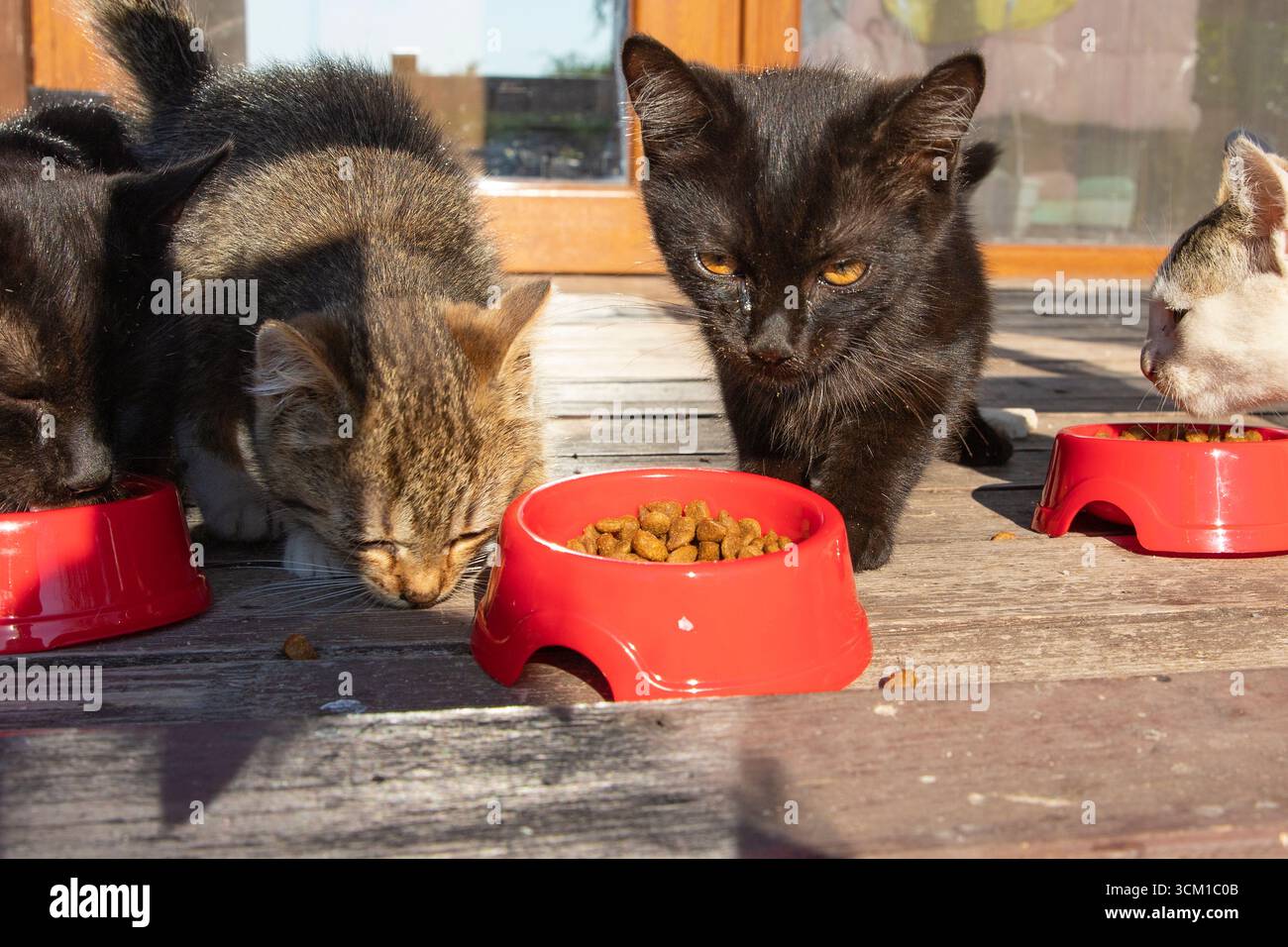 Schwarze Kätzchen essen Trockenfutter aus einer roten Plastikschale auf einem Holzboden draußen. Konzept der Tierpflege, Tierernährung und Tierliebe. Stockfoto