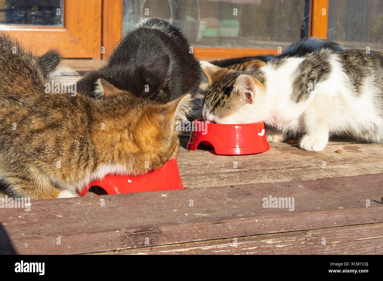 Schwarze Kätzchen essen Trockenfutter aus einer roten Plastikschale auf einem Holzboden draußen. Konzept der Tierpflege, Tierernährung und Tierliebe. Stockfoto