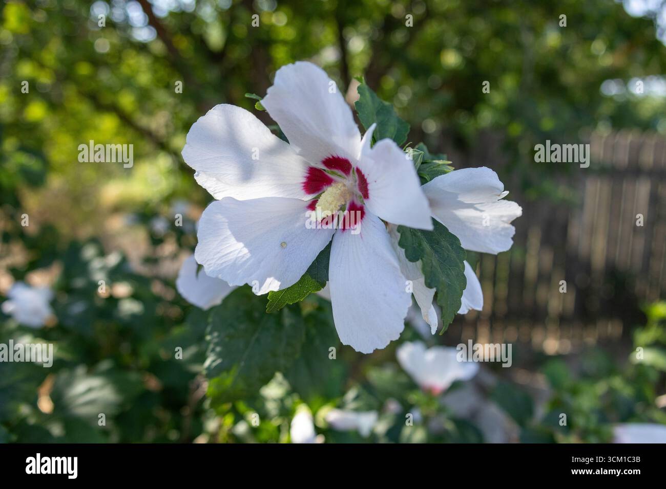 Nahaufnahme einer blühenden weißen Hibiskusblüte mit einem leuchtend roten Zentrum und grünen Blättern Stockfoto