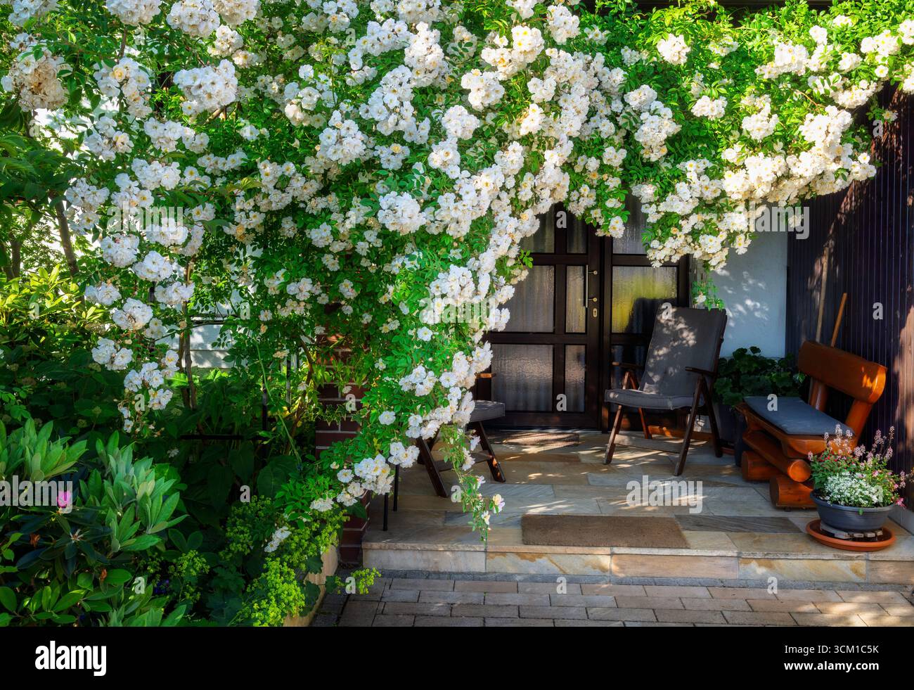 Weißer Blumenring-Rosenbusch an einer Haustüre Stockfoto