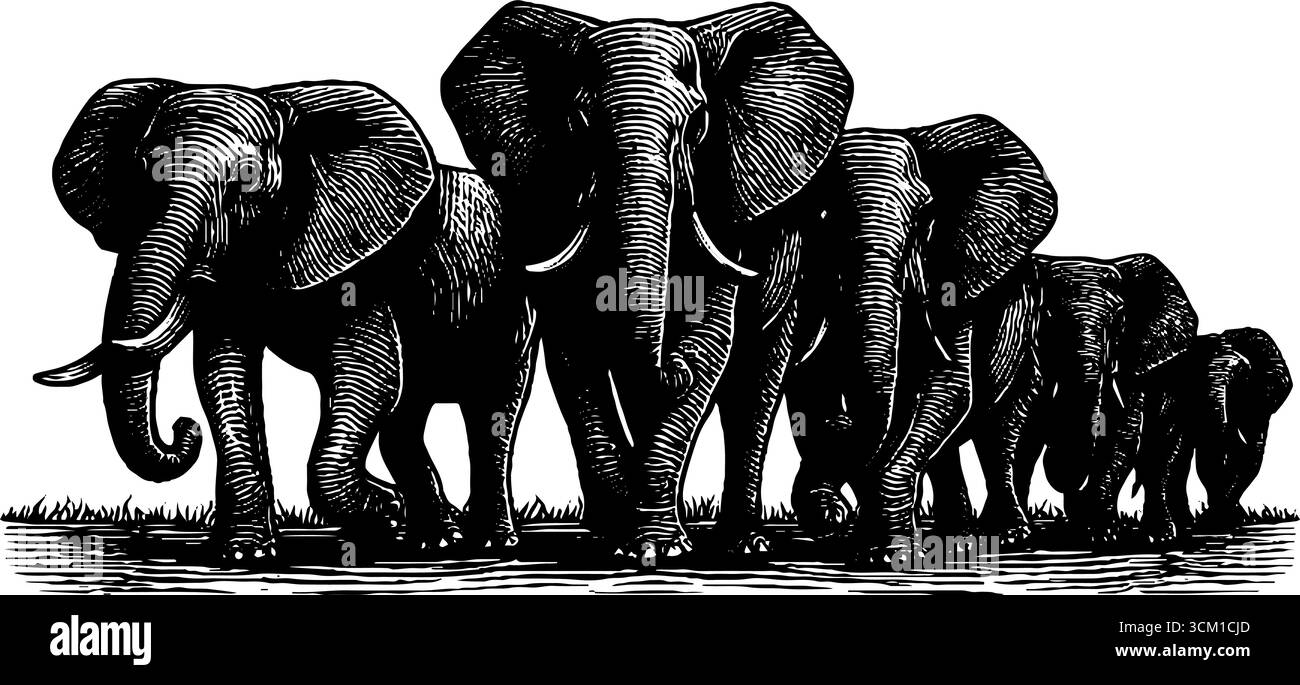 Handgezeichnete gravierte Illustration einer majestätischen Elefantenherde, die durch Grasland wandert. Stock Vektor