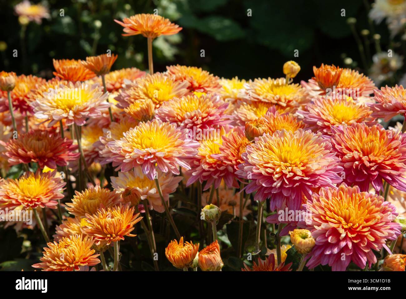Orangenblüte. Chrysantheme blüht im Garten. Landschaftsdesign, floraler Hintergrund. Vollbild mit leuchtend orangefarbenen Blumen für Hintergrund, Post Stockfoto