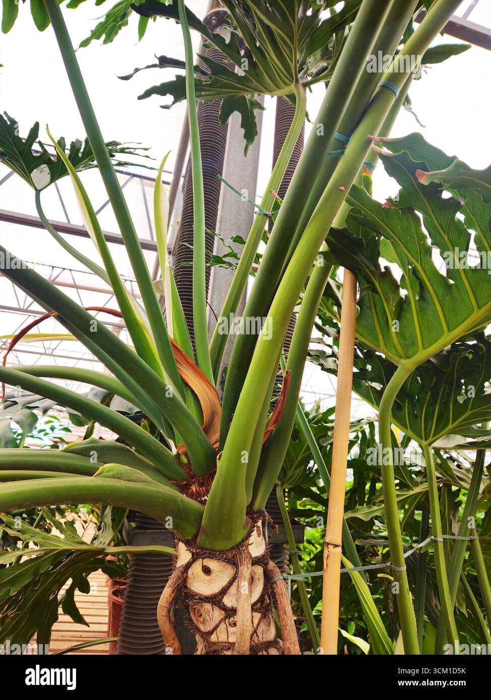 Riesenbaum Philodendron Luftwurzeln und Stamm im Gewächshaus Stockfoto