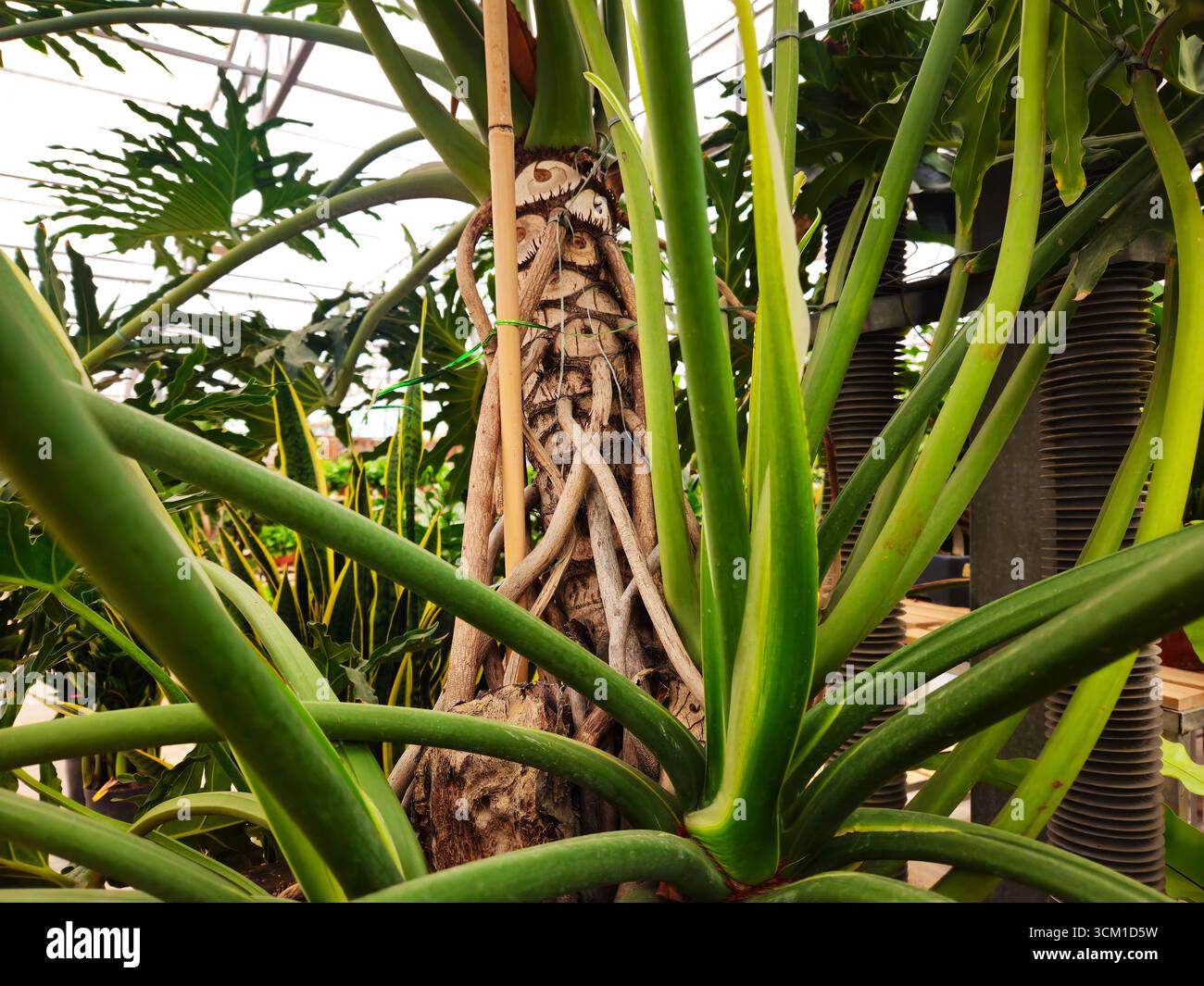 Riesenbaum-Philodendron (Thaumatophyllum bipinnatifidum) mit Luftwurzeln im Gewächshaus Stockfoto