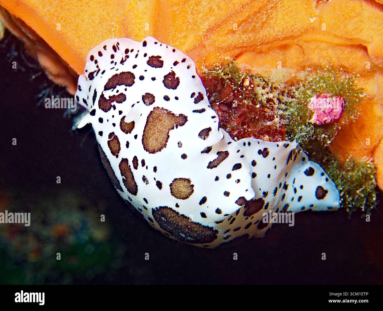 Peltodoris atromaculata - gepunktete Meeresschnecke Stockfoto