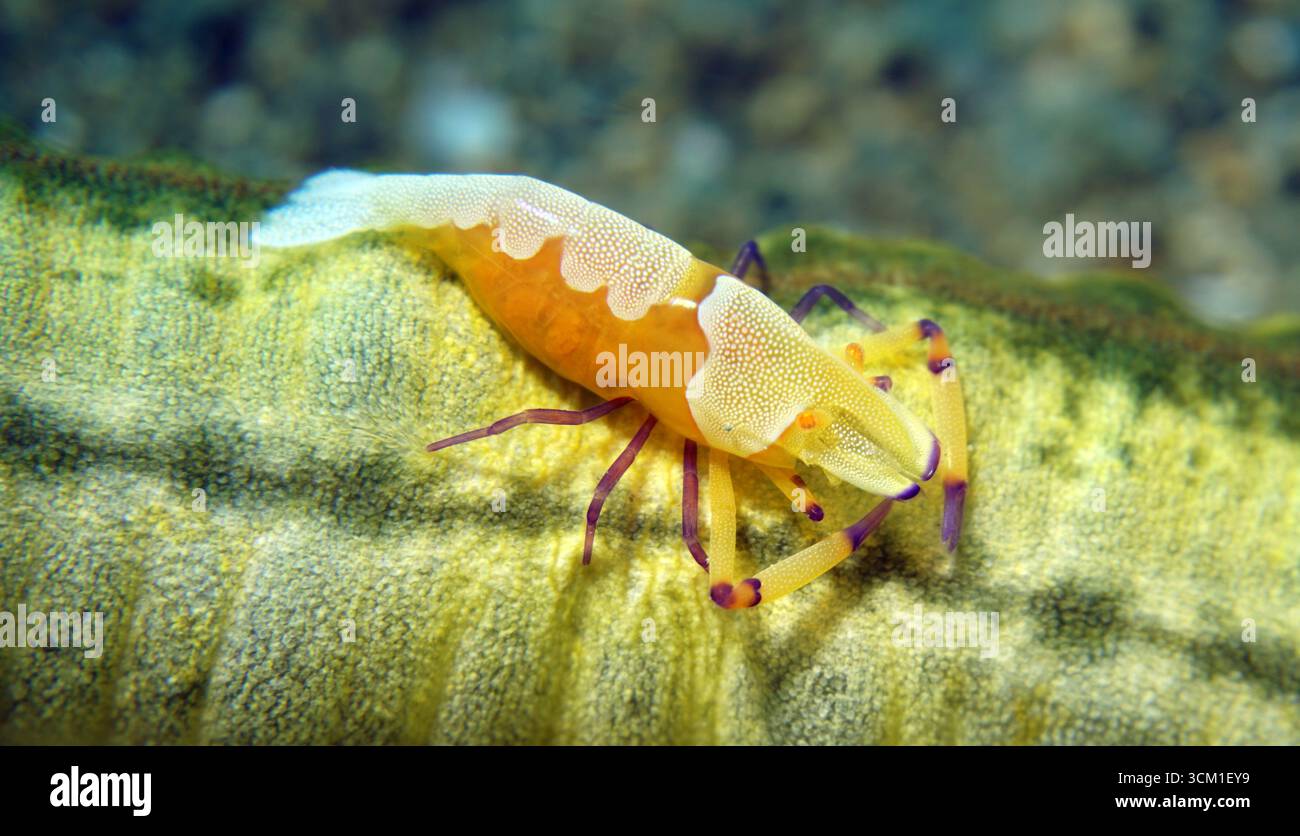 Periclimenes Imperator - Kaisergarnele Stockfoto