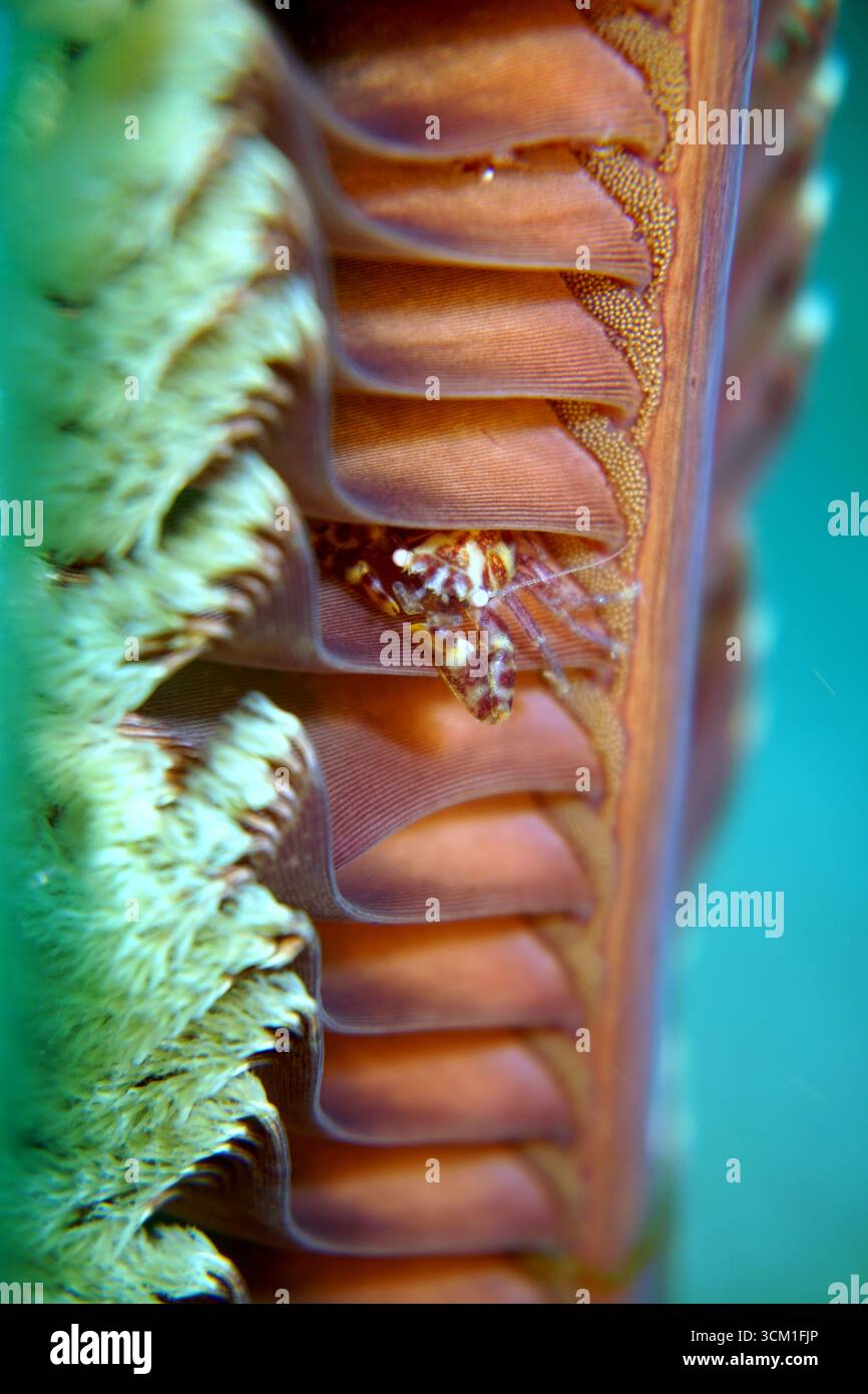 Porzellanella triloba - Porzellankrabben im Meer Stockfoto