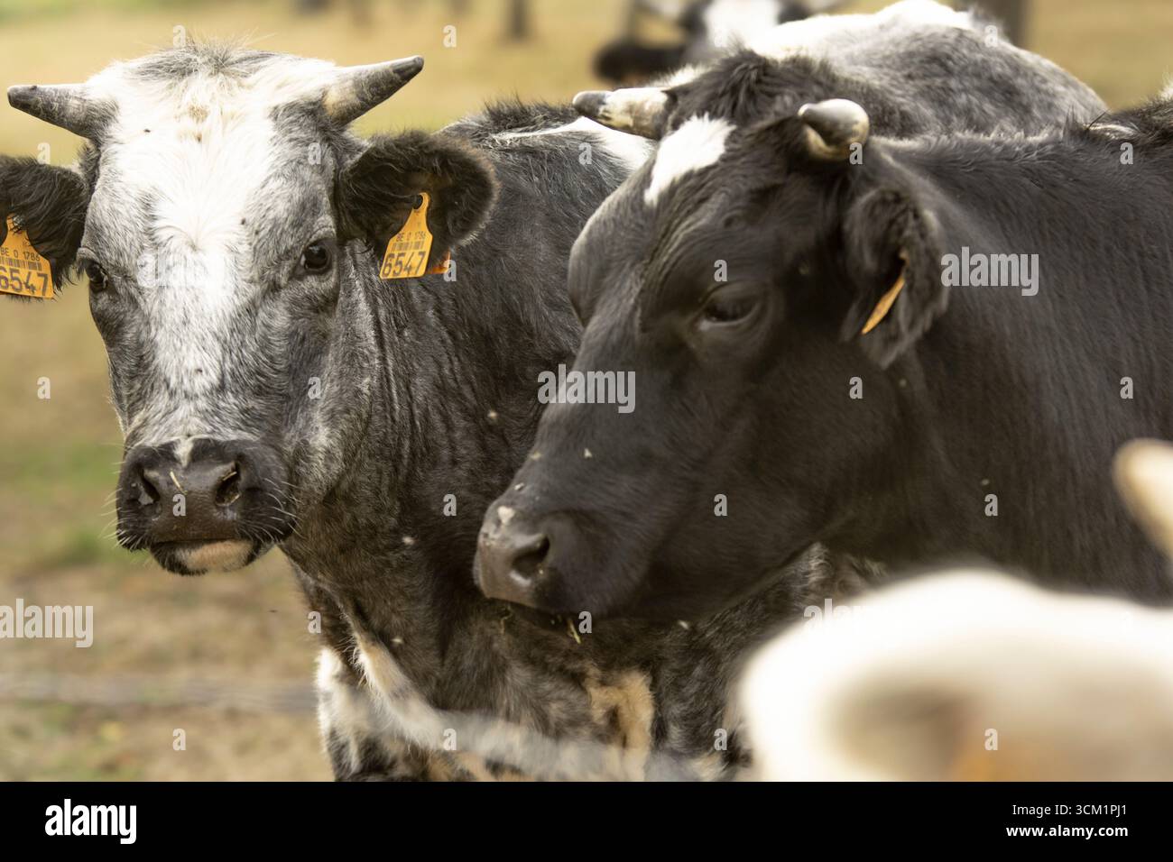 Zwei Kühe mit Identifikations-Ohrmarken stehen dicht beieinander auf einer Weide. Ideal für Landwirtschaft, Viehzucht, ländliche Entwicklung und nachhaltige Landwirtschaft. Stockfoto