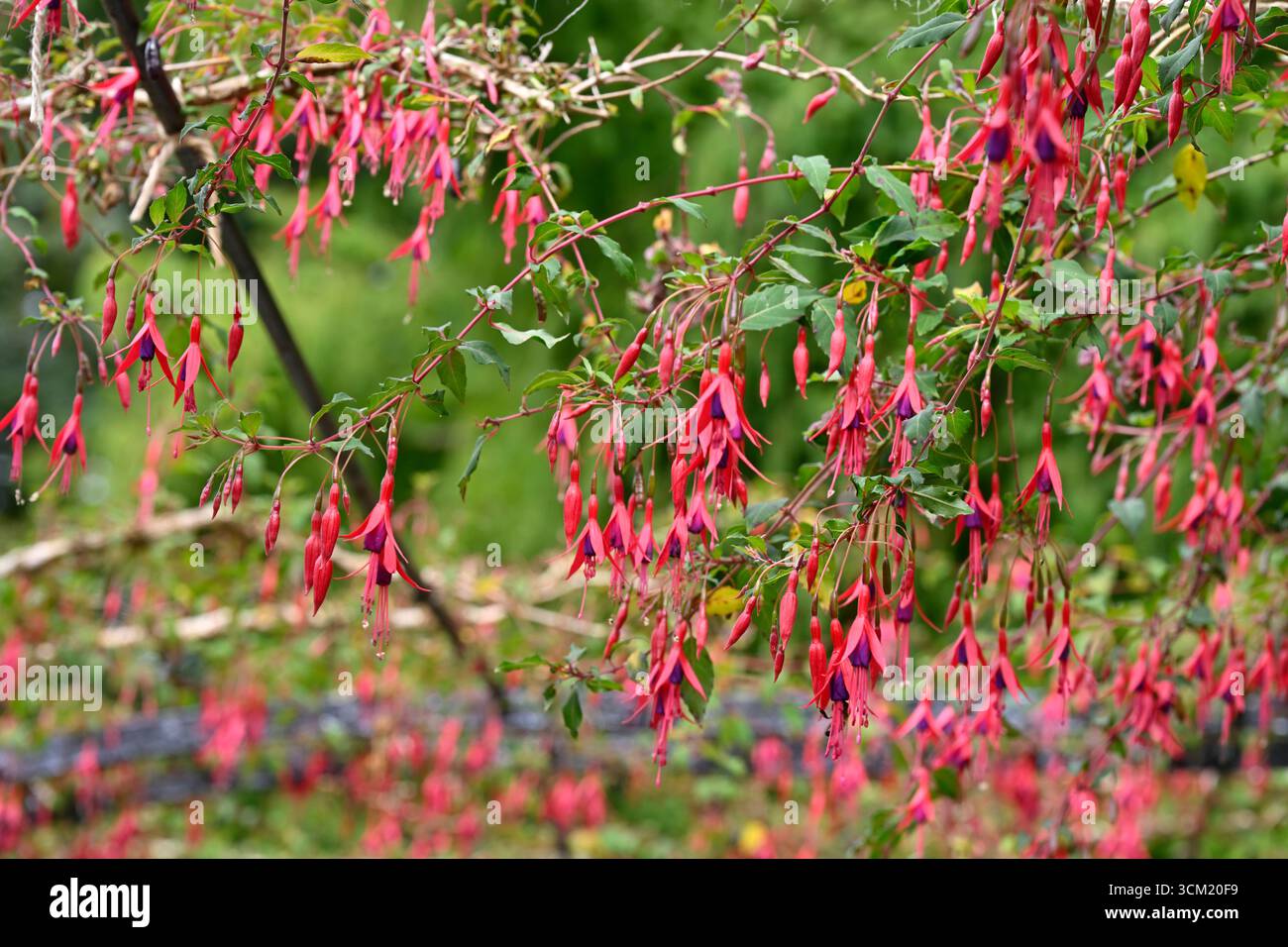 Rote und lila Sommerblumen des harten Fuchsia magellanica UK Gartens September Stockfoto