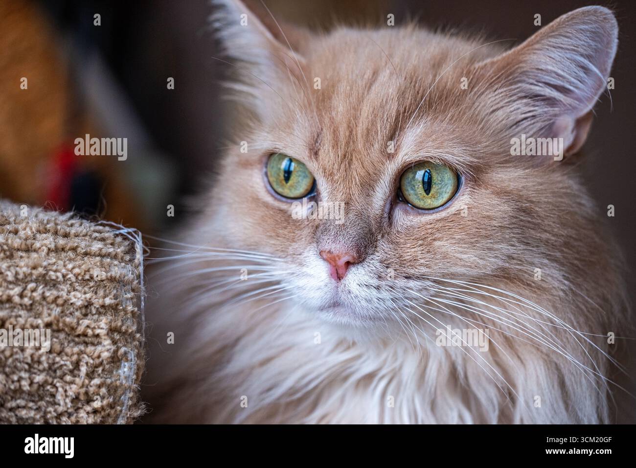 Flauschige rote Hauskatze mit leuchtenden grünen Augen sitzt auf einem gemütlichen Barsch und zeigt einen neugierigen Ausdruck und einladende Wärme in der Umgebung Stockfoto