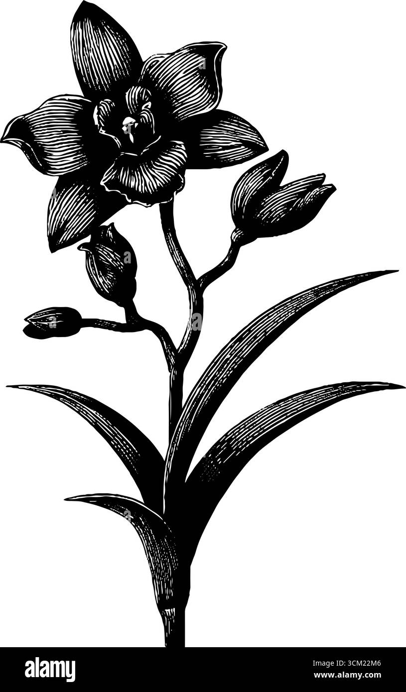 Aufwändige Gravur mit Orchideenblüten für ein Vintage-Blumendesign. Stock Vektor