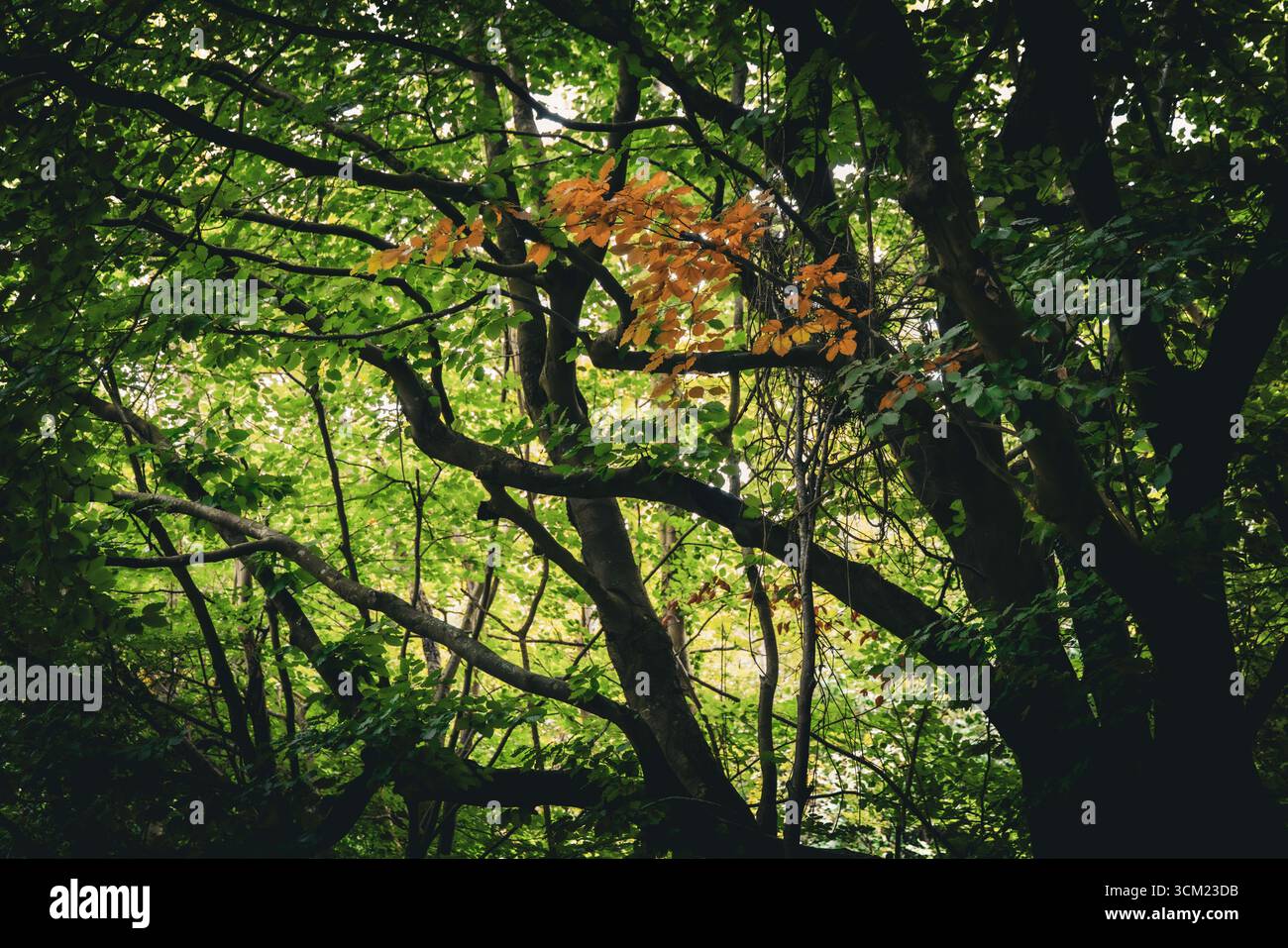 Baumzweig im Wald mit ersten Anzeichen des Herbstes, Blätter werden braun, Waldnaturnähe in Großbritannien zeigt jahreszeitliche Veränderungen Stockfoto