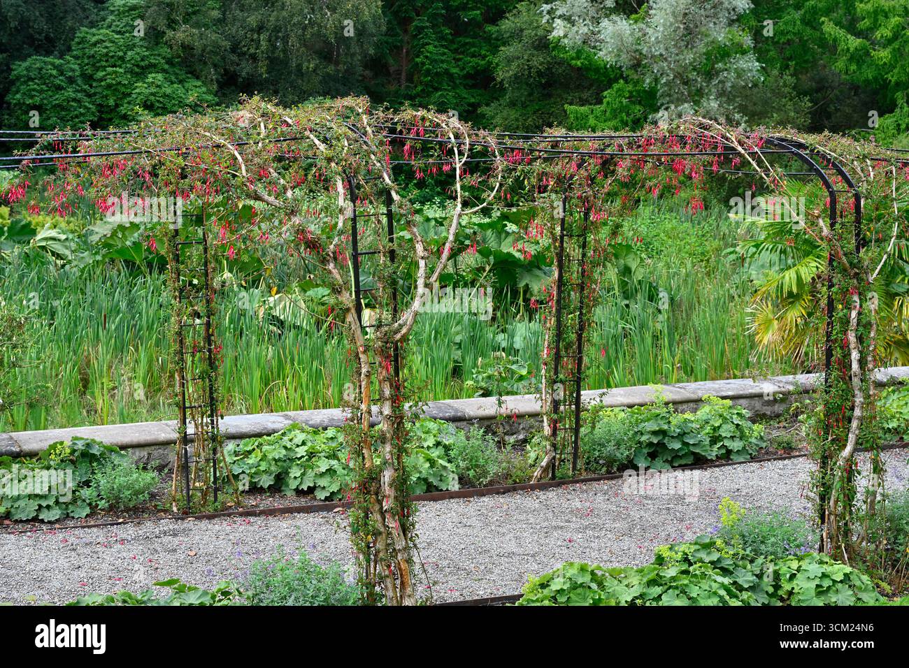 Rote und violette Sommerblumen der harten Fuchsia magellanica, die im Bogentunnel im britischen Garten im September wachsen Stockfoto