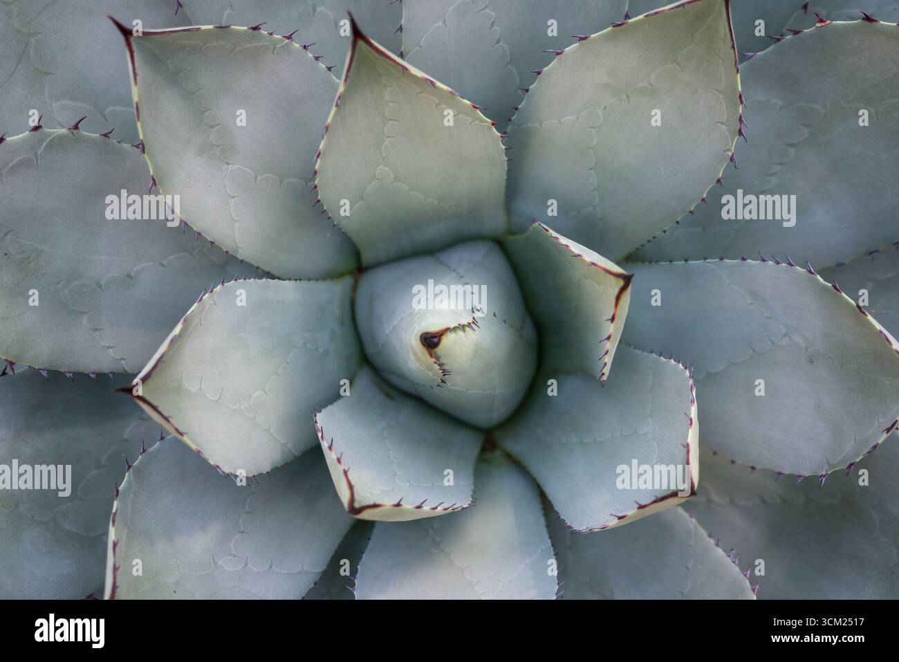Agavenparrasana, Kohlkopfagave oder Kohl Kopf Jahrhundert Pflanze in der Familie Sparagaceae Stockfoto