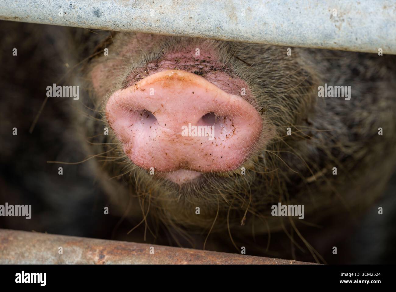 Nahaufnahme einer Schweinsnase von Baumberger Landschweine, Kreuzungsrassen aus Bentheim Black Pied, auch bekannt als Buntes Bentheimer Schwein, eine seltene b Stockfoto