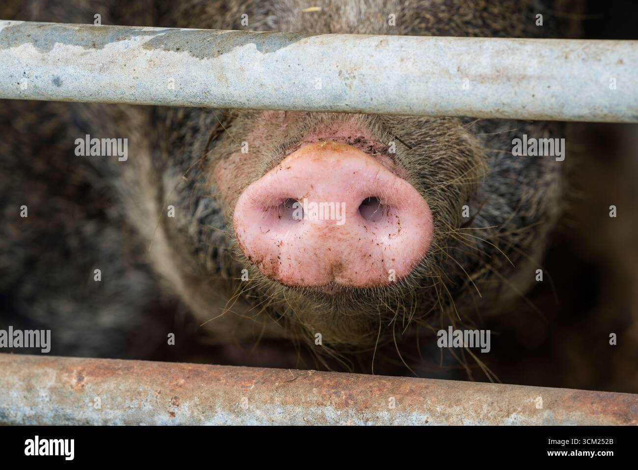 Nahaufnahme einer Schweinsnase von Baumberger Landschweine, Kreuzungsrassen aus Bentheim Black Pied, auch bekannt als Buntes Bentheimer Schwein, eine seltene b Stockfoto