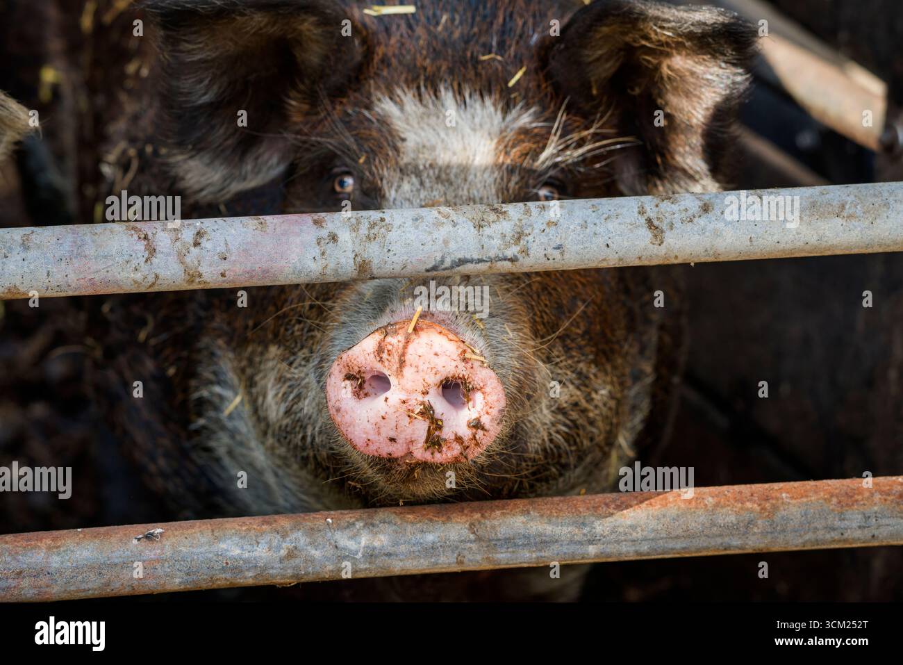 Baumberger Landschweine, Kreuzungsrassen aus dem Bentheimer Schwarzen Rasen, auch bekannt als Buntes Bentheimer Schwein, einer seltenen Hausschweinrasse in Germa Stockfoto