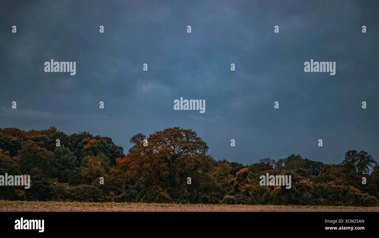 Moody Herbstlandschaft in Surrey England, Großbritannien, Feld mit Baumlinie in der Entfernung, Blätter werden braun unter dramatischem dunklen, saisonalen Himmel Stockfoto