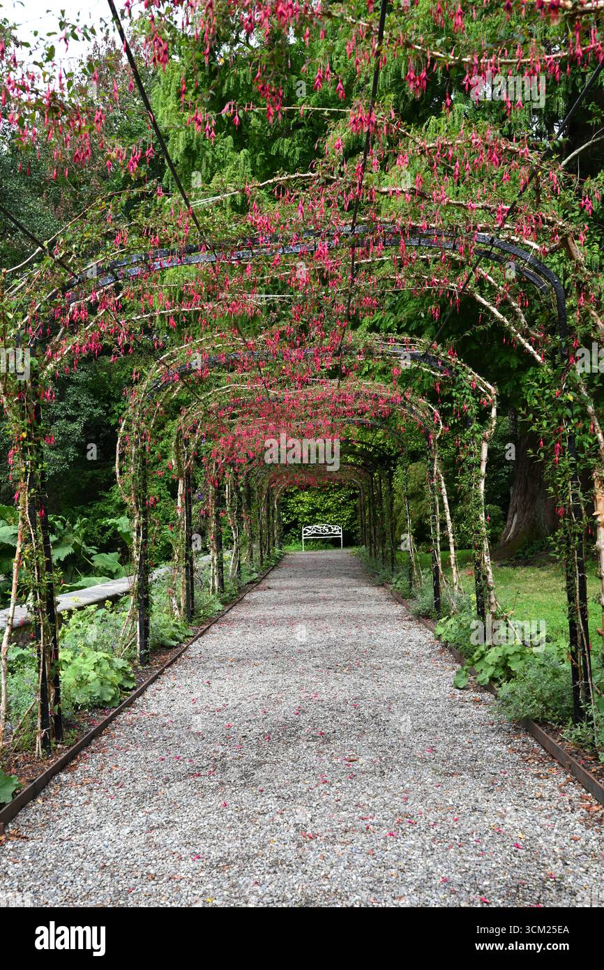 Rote und violette Sommerblumen der harten Fuchsia magellanica, die im Bogentunnel im britischen Garten im September wachsen Stockfoto