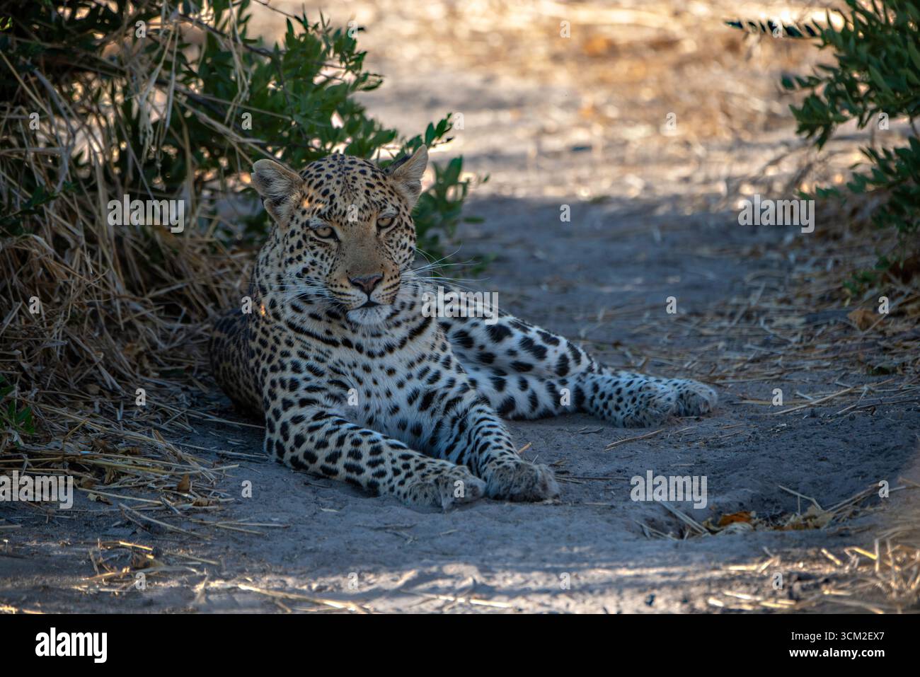 Leopard, der sich auf dem Boden im Schatten entspannt Stockfoto