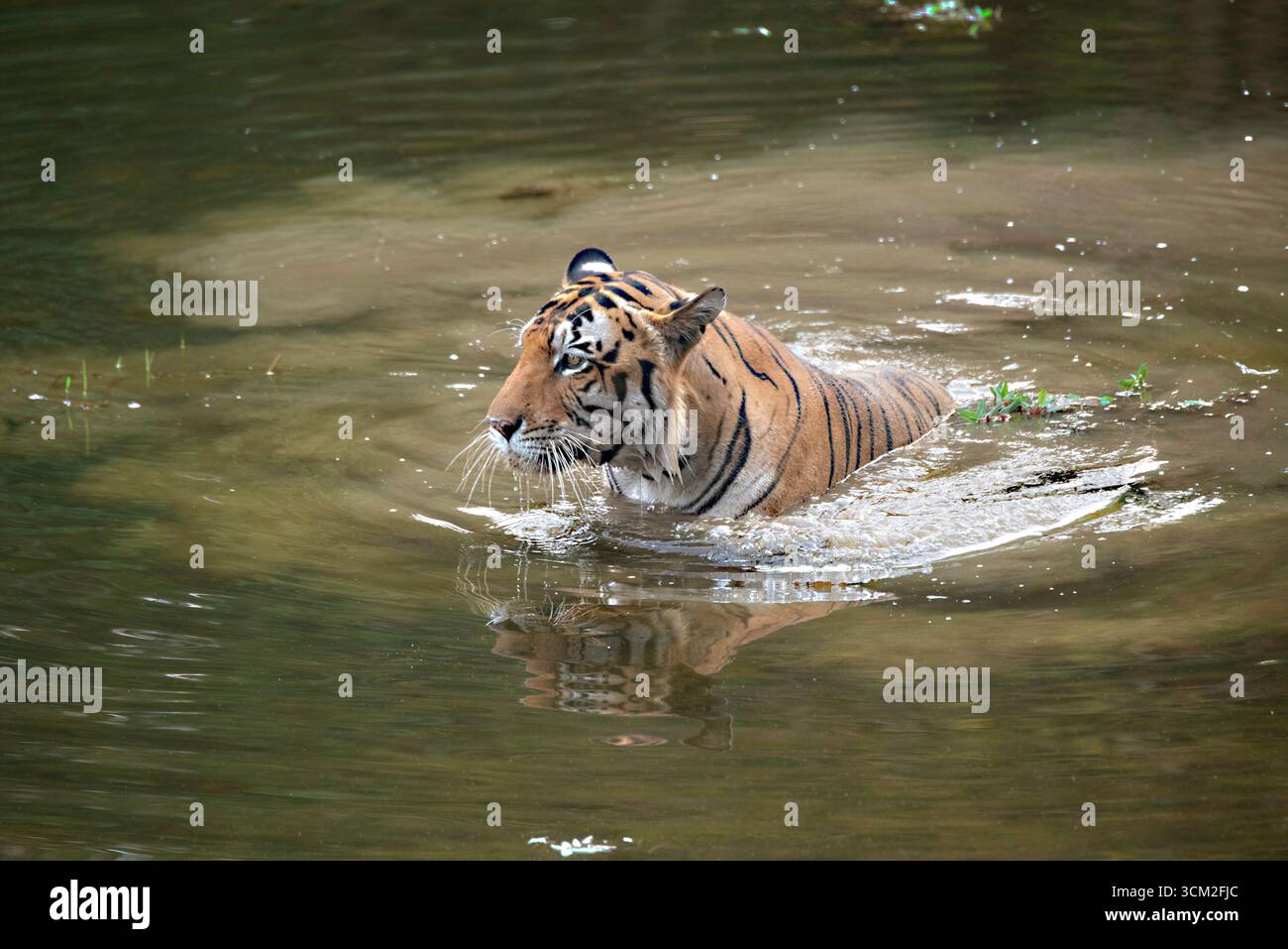 Männlicher Erwachsentiger schwimmt in einem Pool im Kanha-Nationalpark in Indien Stockfoto