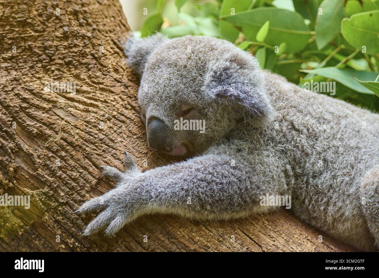Koala (Phascolarctos cinereus) auf einem Baumstamm in einer natürlichen Umgebung lebt in Australien, in Gefangenschaft, Deutschland Stockfoto