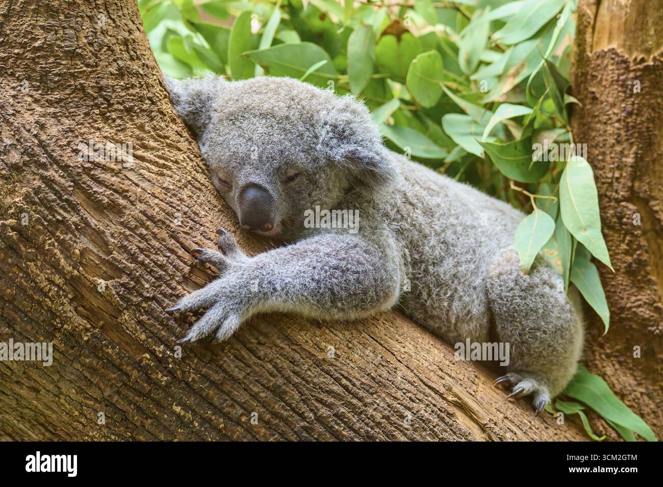 Koala (Phascolarctos cinereus), der auf einem Baumstamm schläft, lebt in Australien, in Gefangenschaft, Deutschland Stockfoto