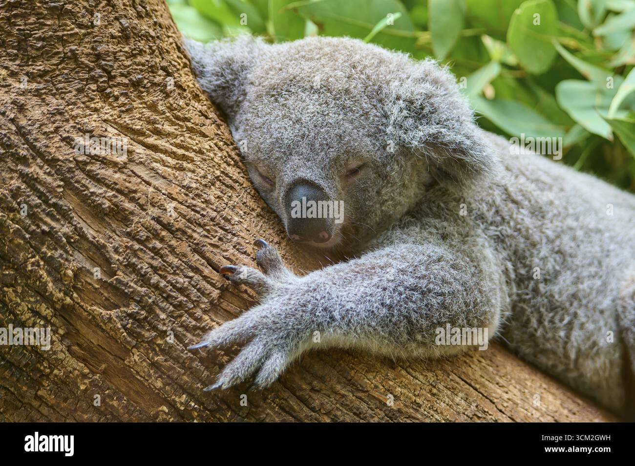 Schlafender Koala auf einem Baumstamm, umgeben von Blättern, Koala (Phascolarctos cinereus), lebt in Australien, in Gefangenschaft, Deutschland Stockfoto