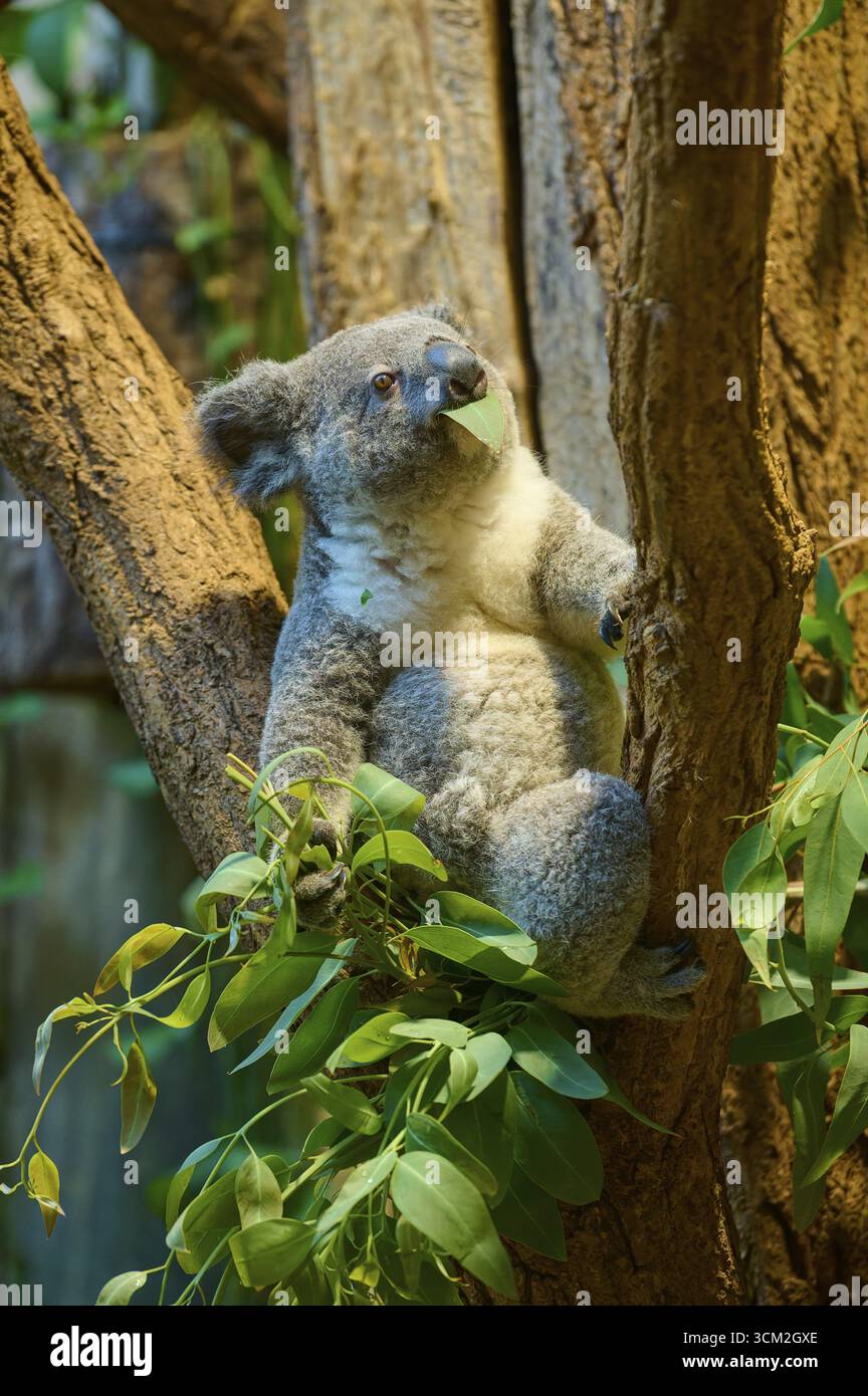 Ein Koala, der Eukalyptus auf einem Baum isst, Koala (Phascolarctos cinereus), lebt in Australien, in Gefangenschaft, Deutschland Stockfoto