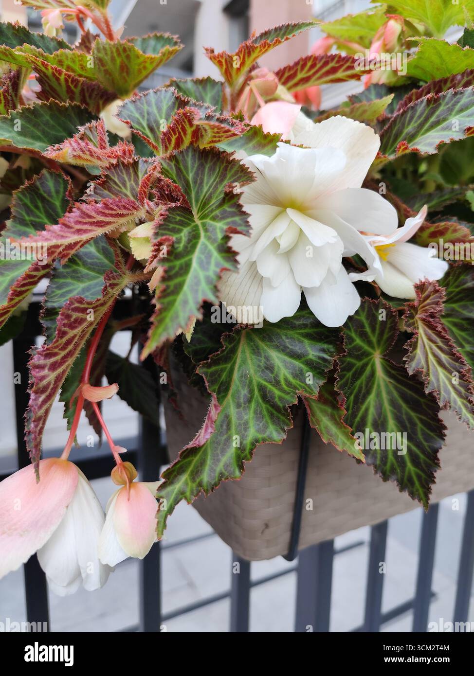 Begonia weie Blume in einem Topf auf Balkongelnder. Die Knospen blhen.  Pflanzen Sie Doppel Scarlet Bloom im Freien Stockfotografie - Alamy
