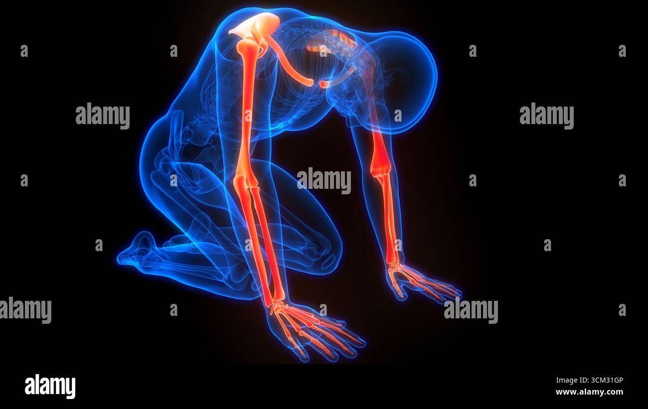 3D-Illustrationskonzept der Anatomie der Knochengelenke der oberen Extremitäten des menschlichen Skelettsystems Stockfoto