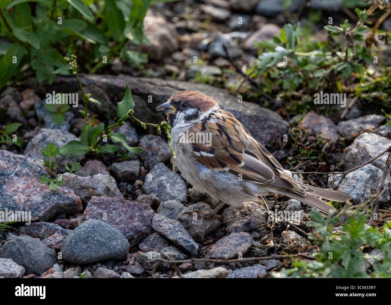 Eurasische Tree sparrow Stockfoto