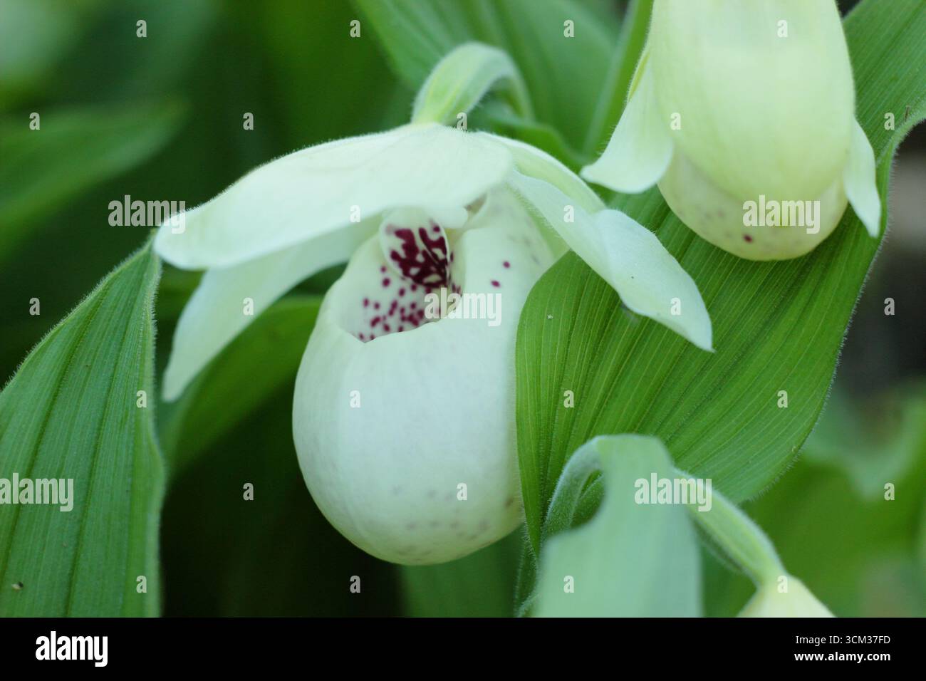 Cypripedium reginae. Pinkfarbene und weiße Beutel von Showy Lady's Slipper Orchidee wachsen draußen in einem feuchten, schattigen Gartenrand. UK Stockfoto
