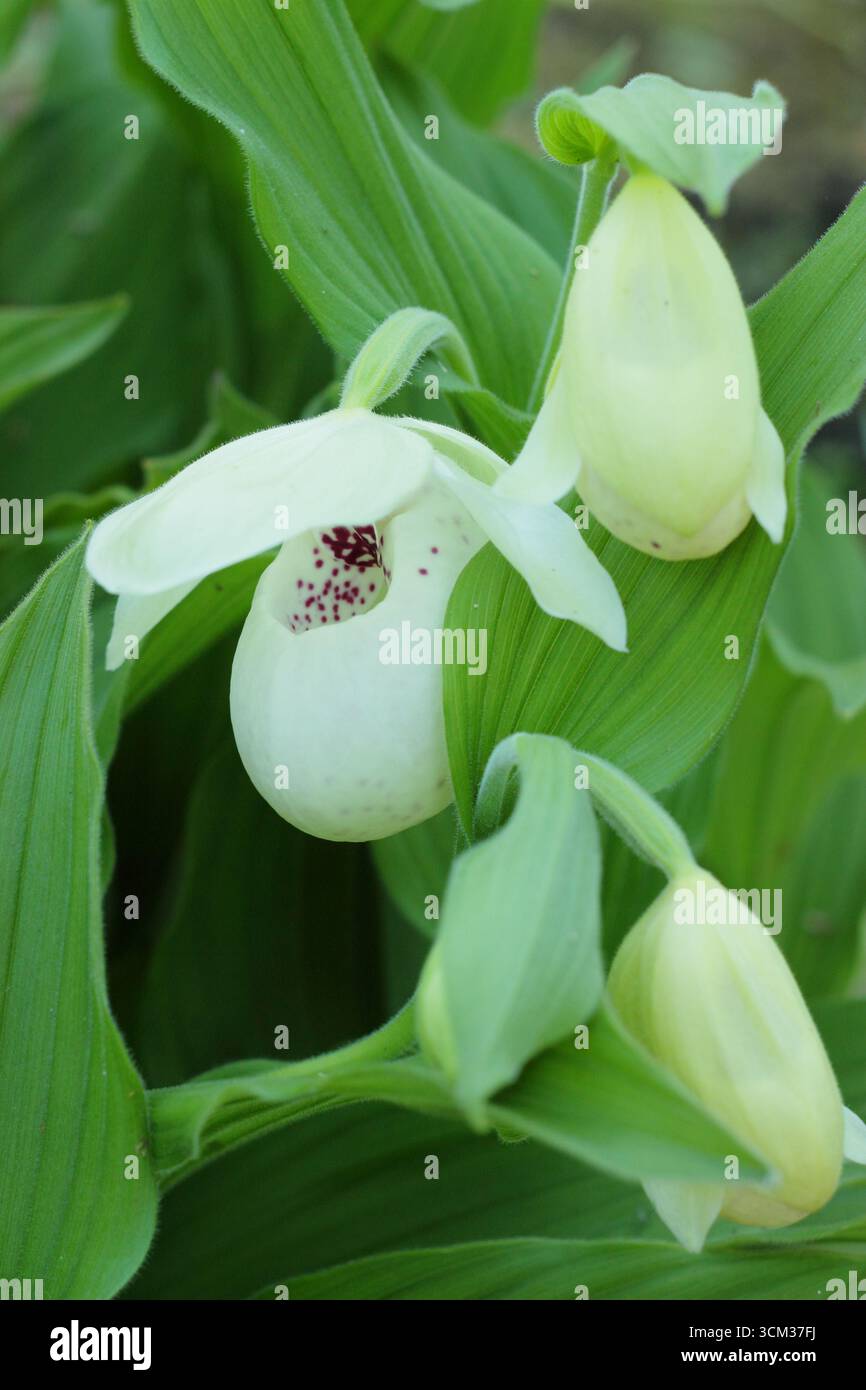 Cypripedium reginae. Pinkfarbene und weiße Beutel von Showy Lady's Slipper Orchidee wachsen draußen in einem feuchten, schattigen Gartenrand. UK Stockfoto