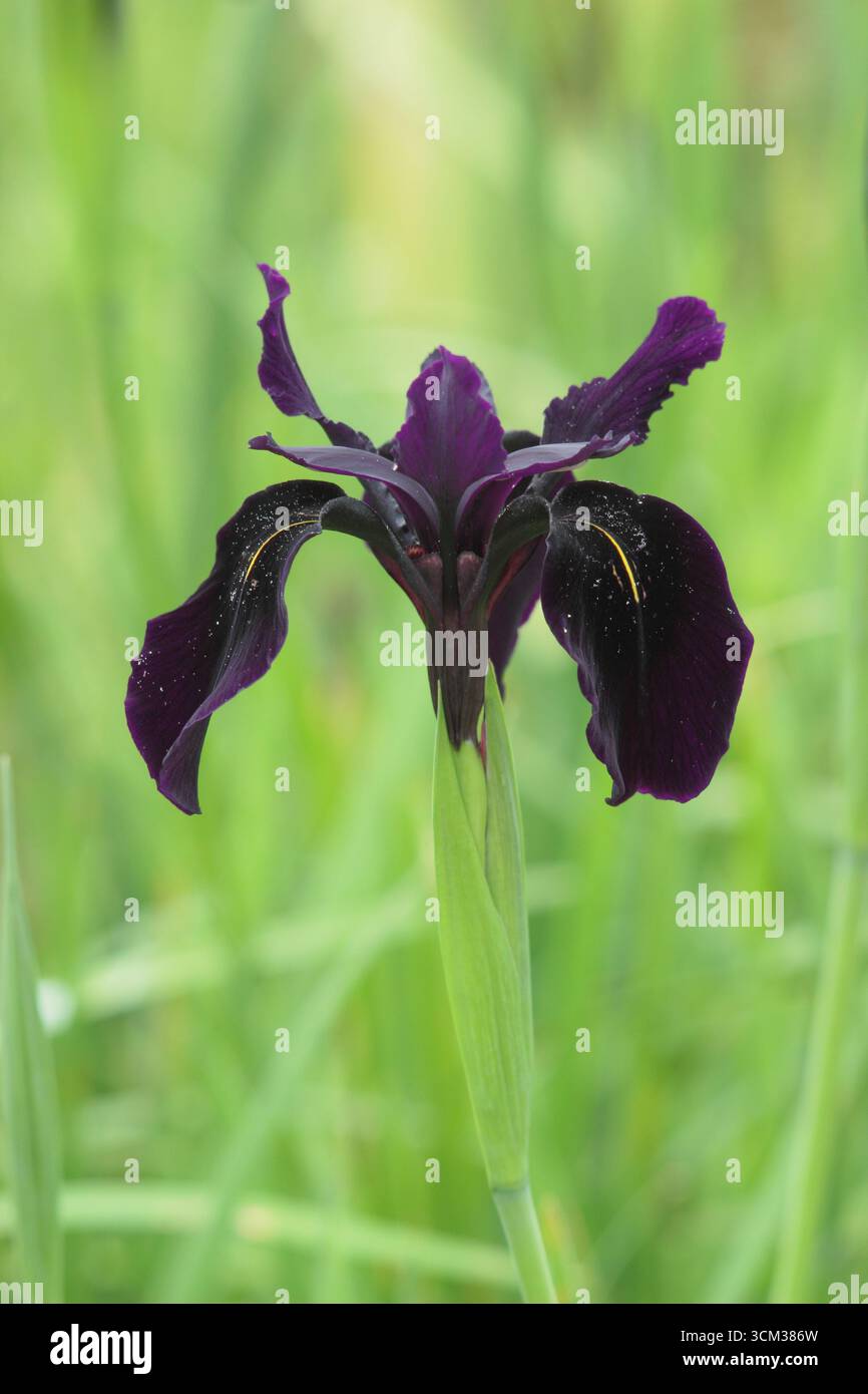 Iris Chysographes Kew Black. Auffällige schwarze Blüten von Iris Kew Black. UK Stockfoto